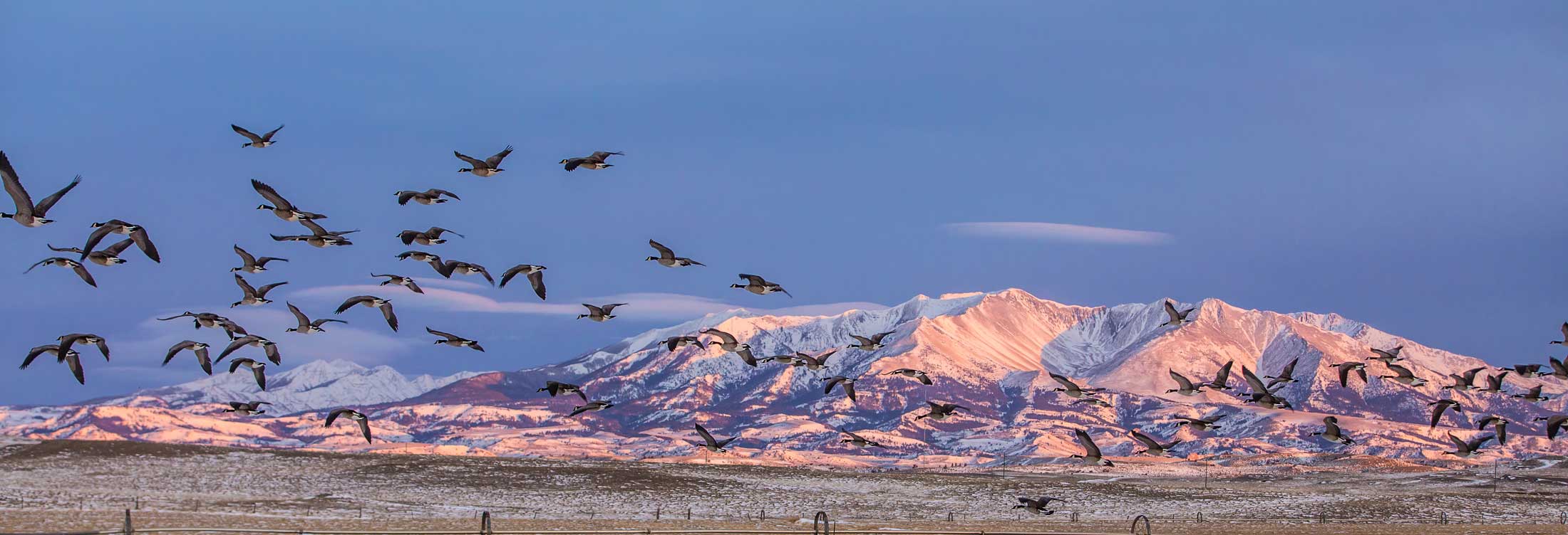 Geese in flight over Crazy Mountains