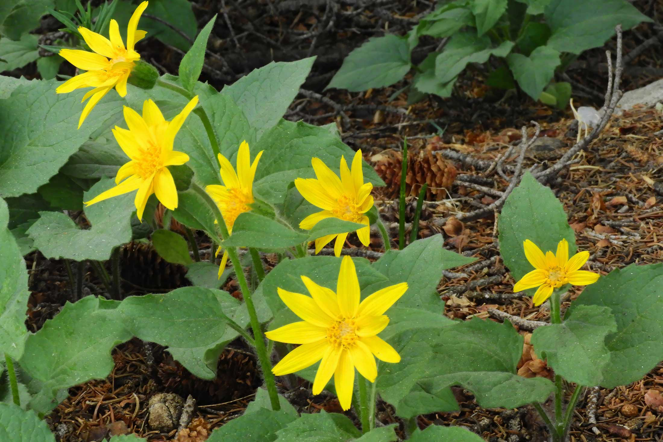 Heart-leaved Arnica wildflower