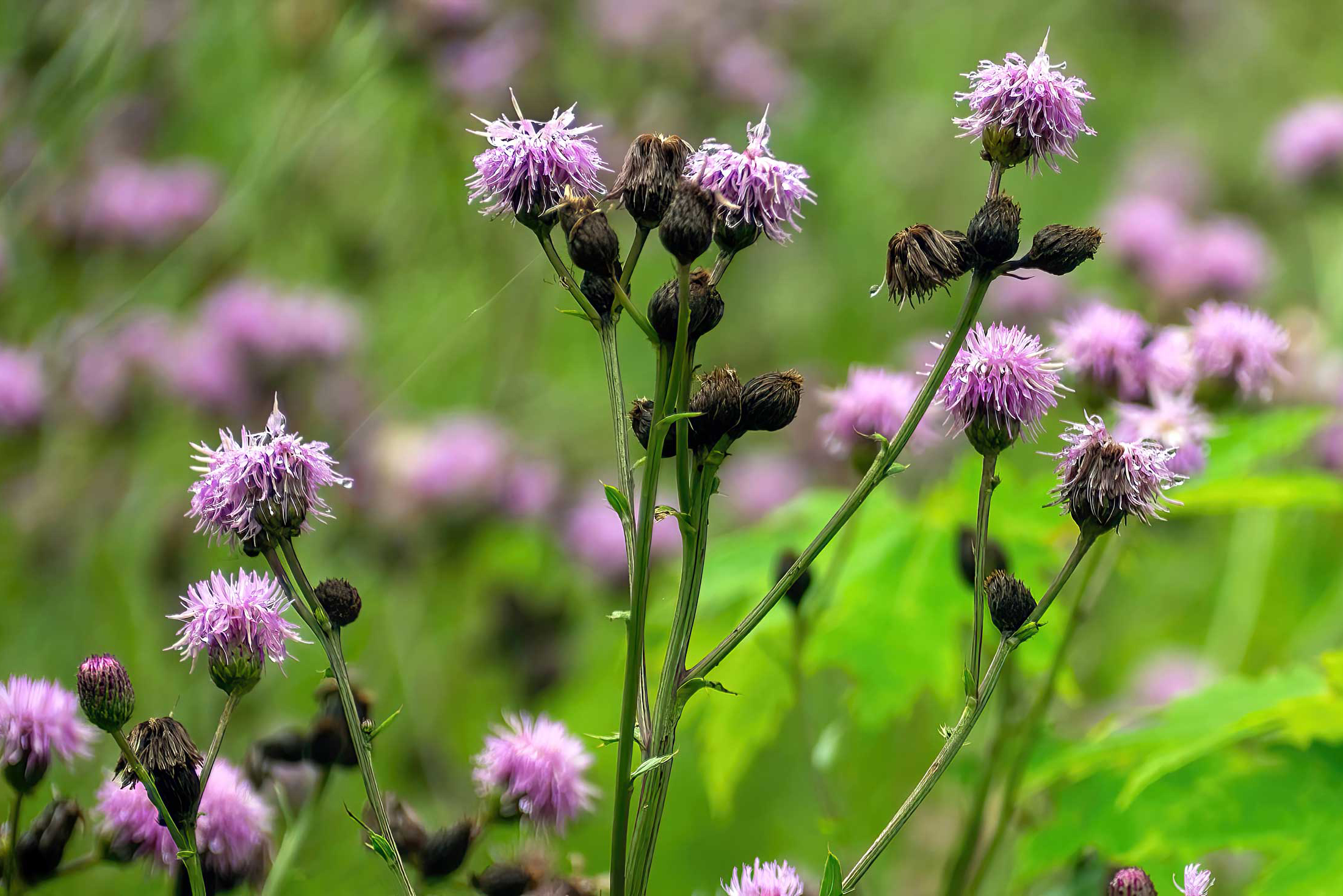 Canada Thistle invasive weed