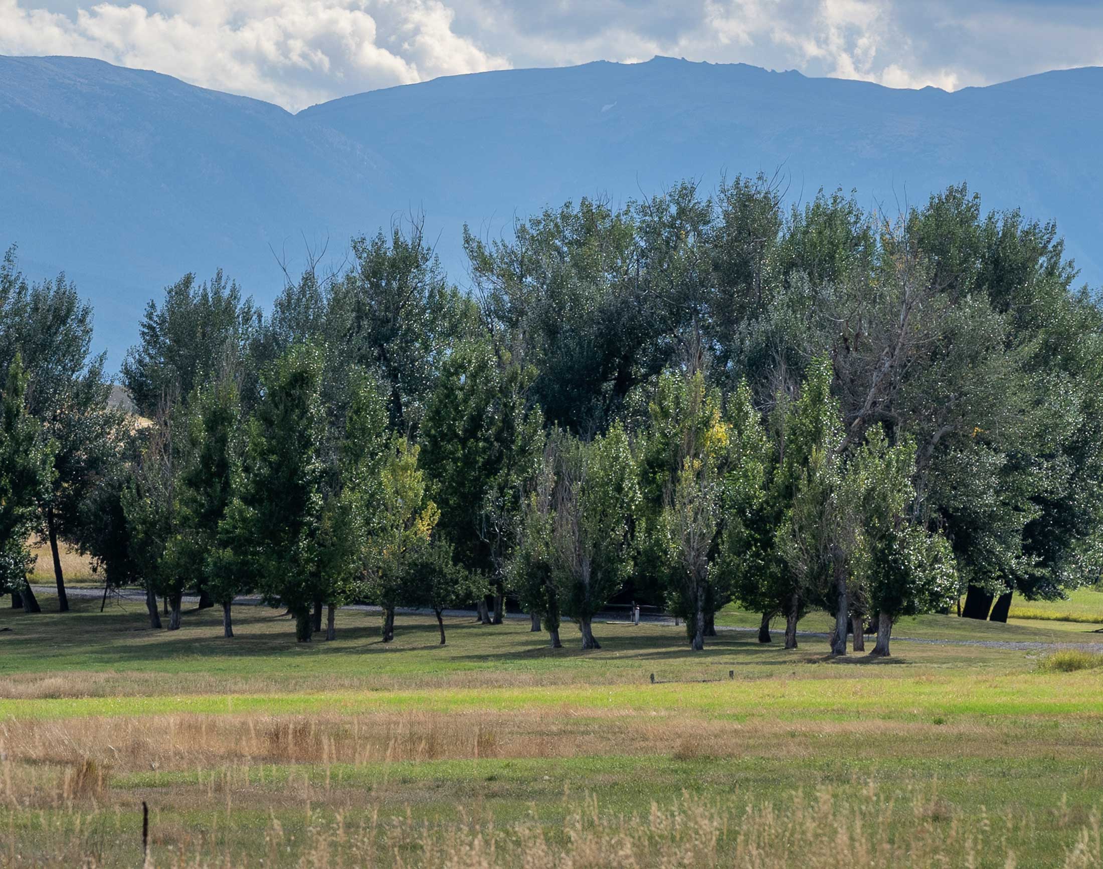 Trees in a field