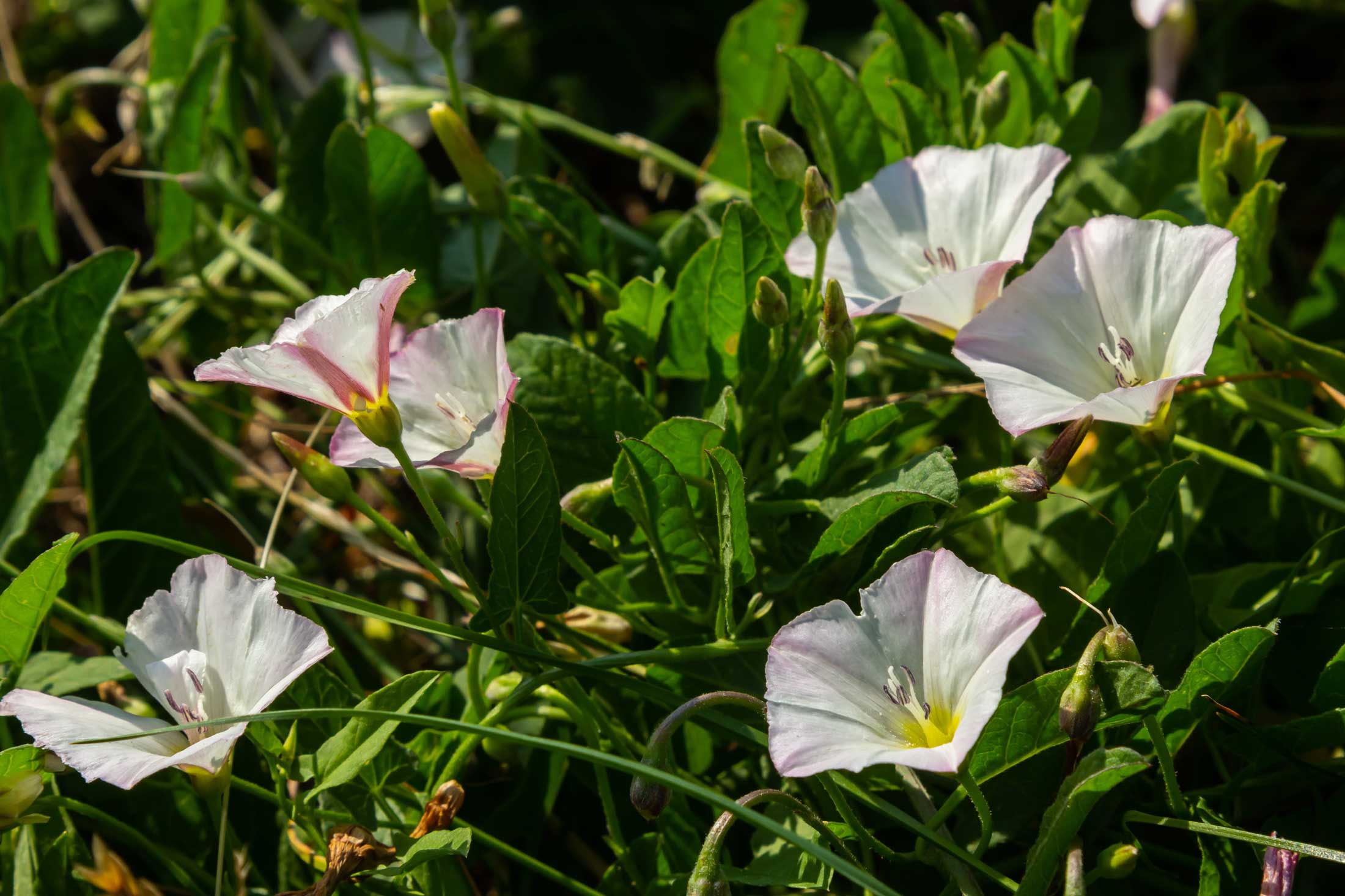 Field Bindweed invasive weed
