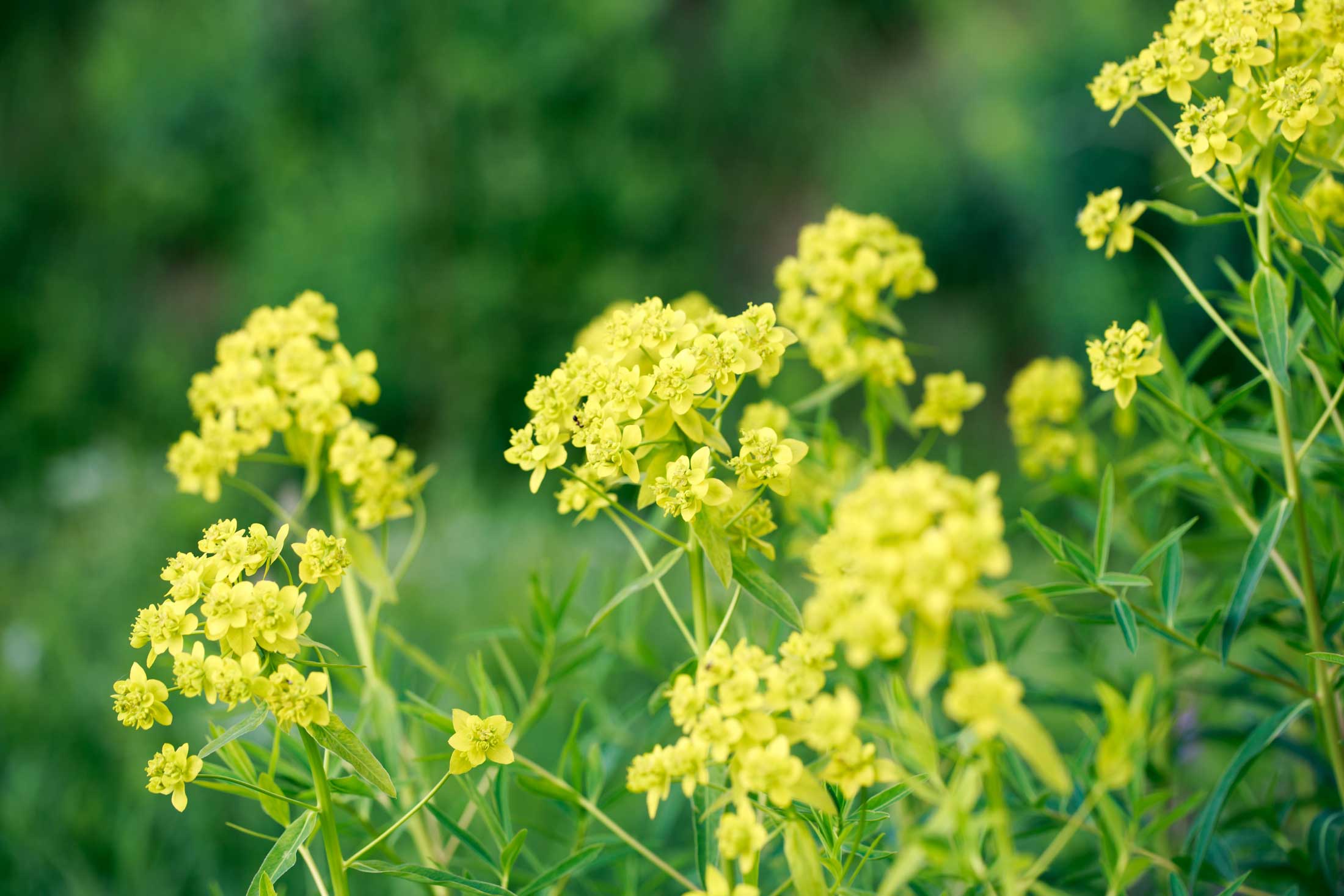 Leafy Spurge invasive weed