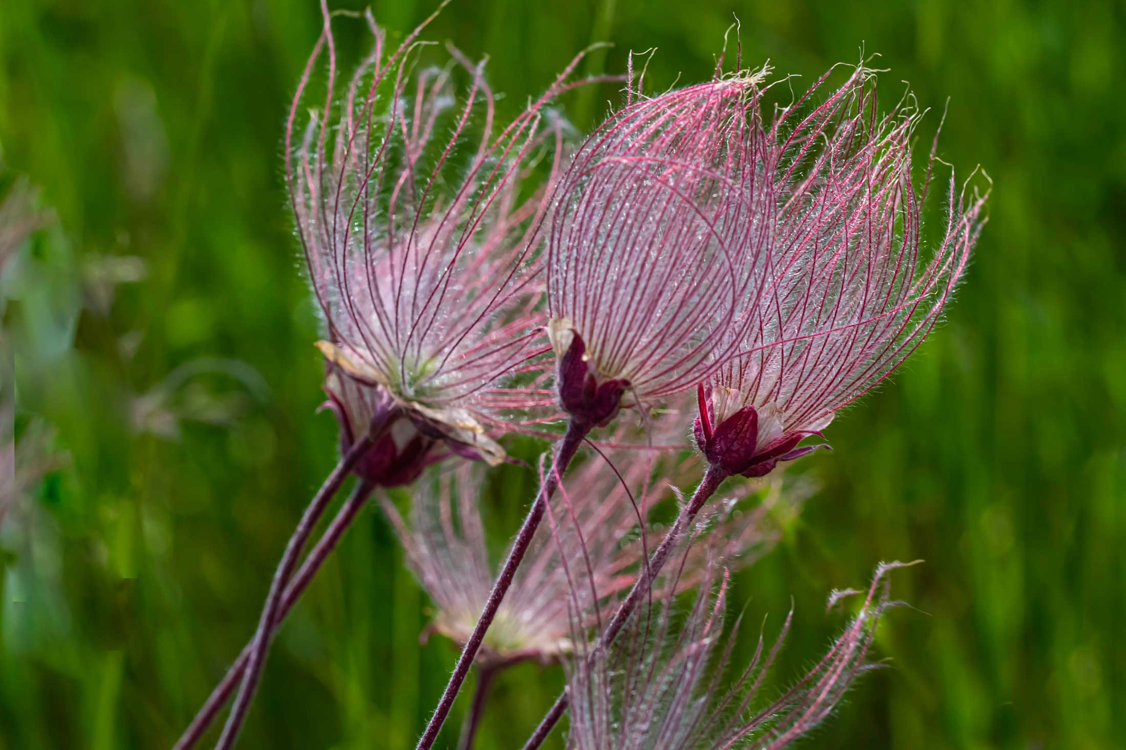 Prairie Smoke wildflower