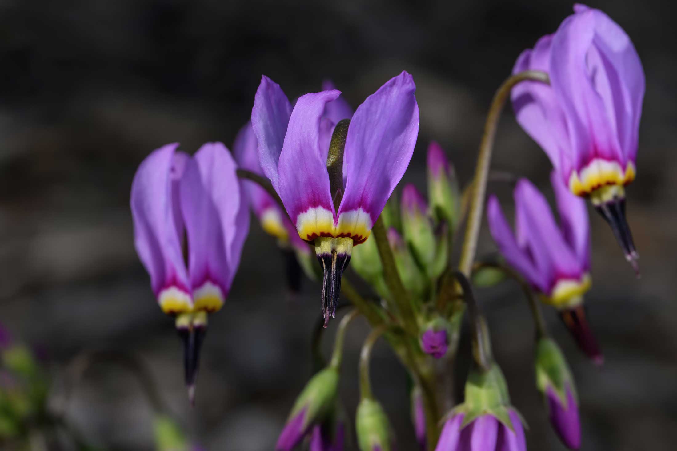 Few-flowered Shootingstar wildflower