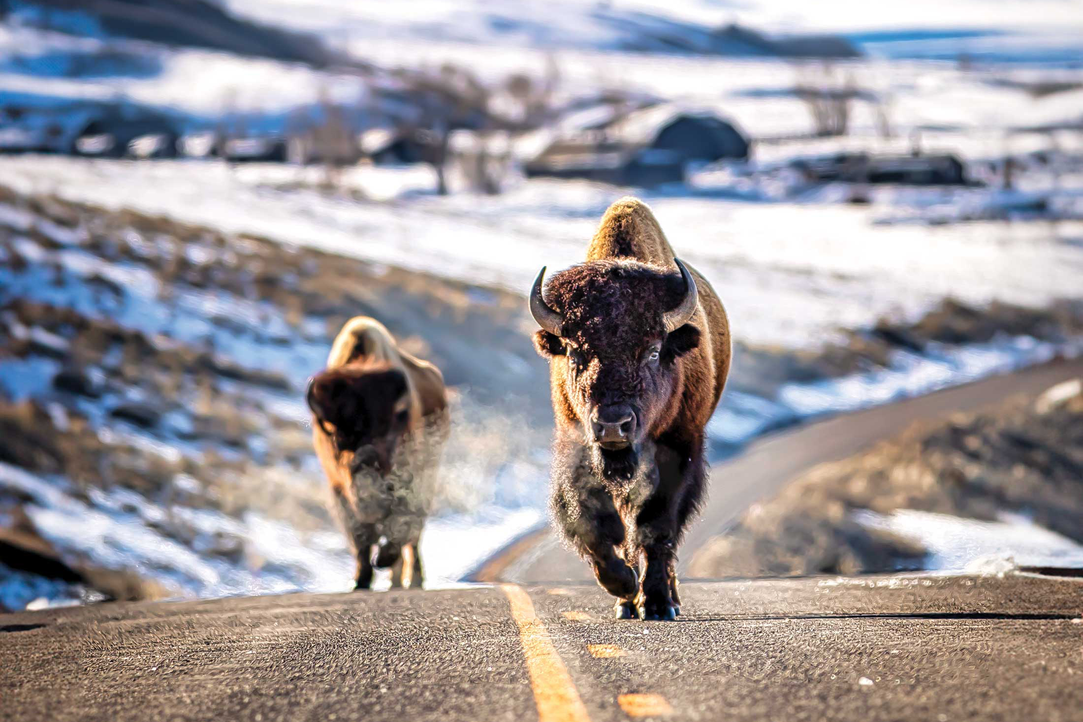 Bison