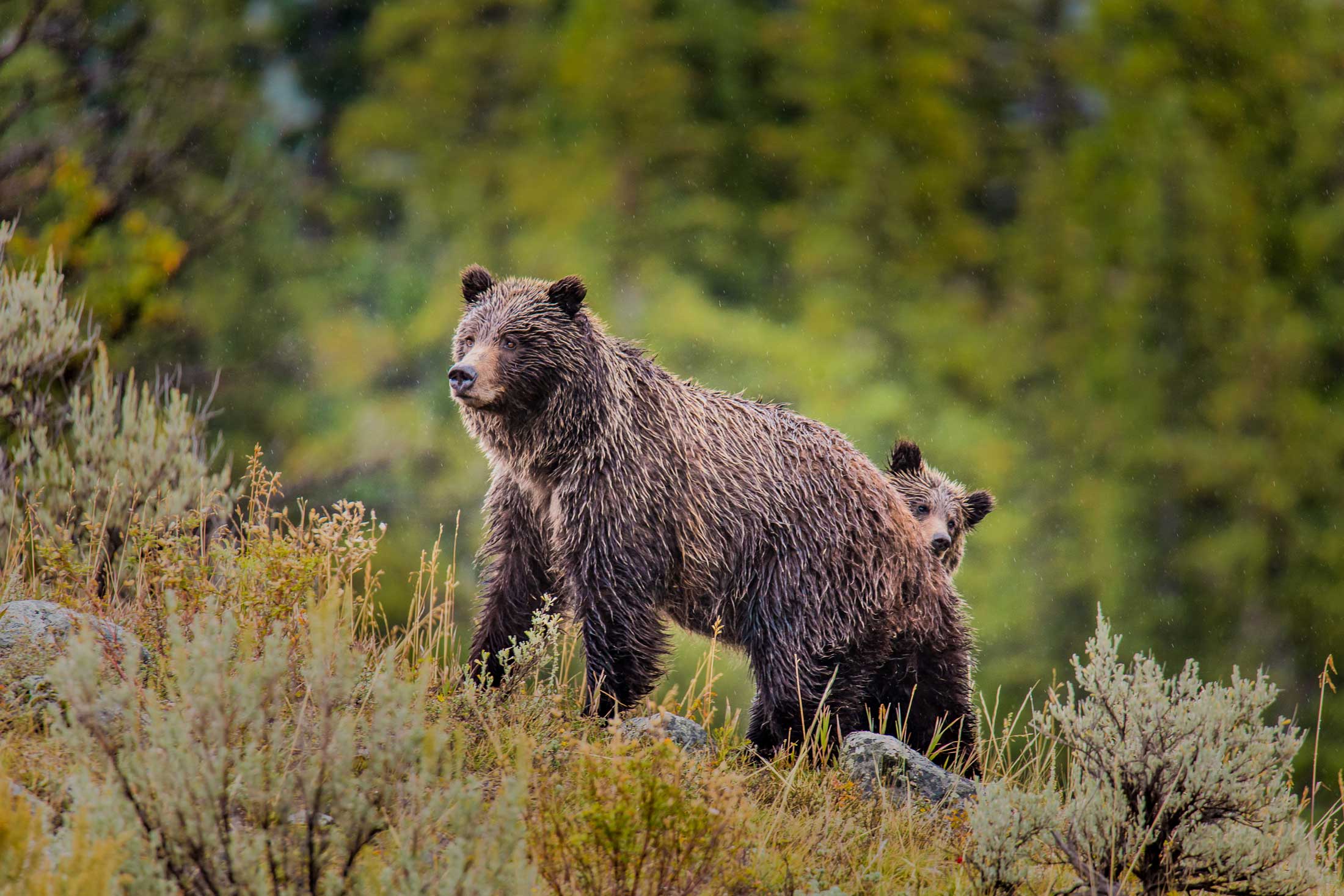 Grizzly Bear