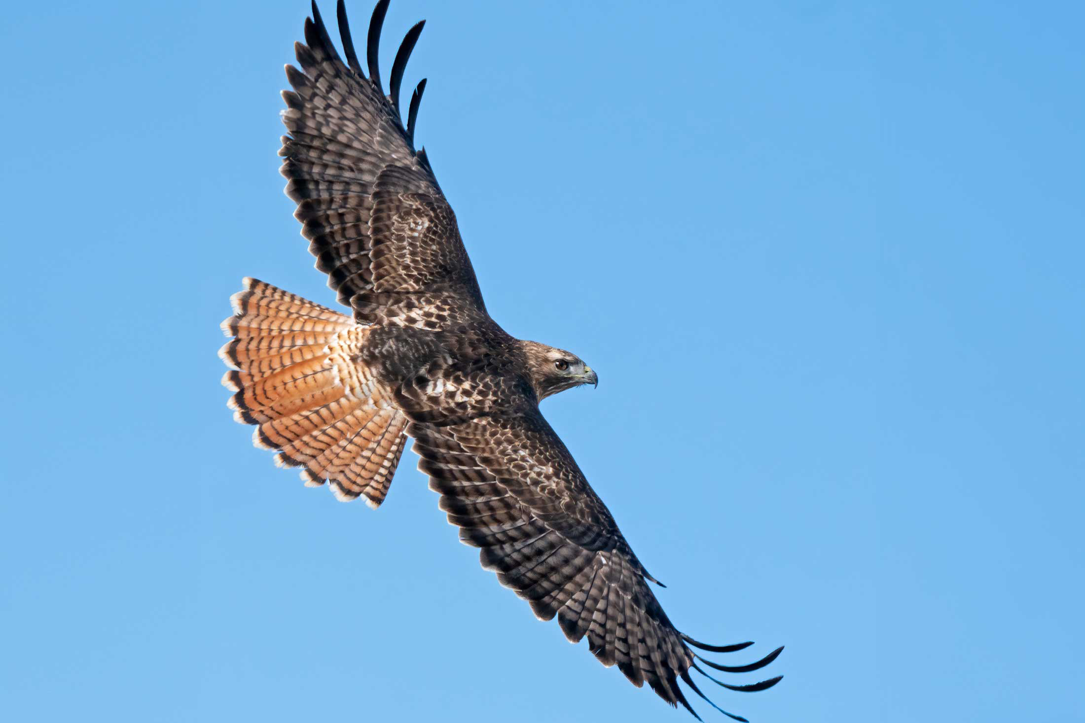 Red Tailed Hawk