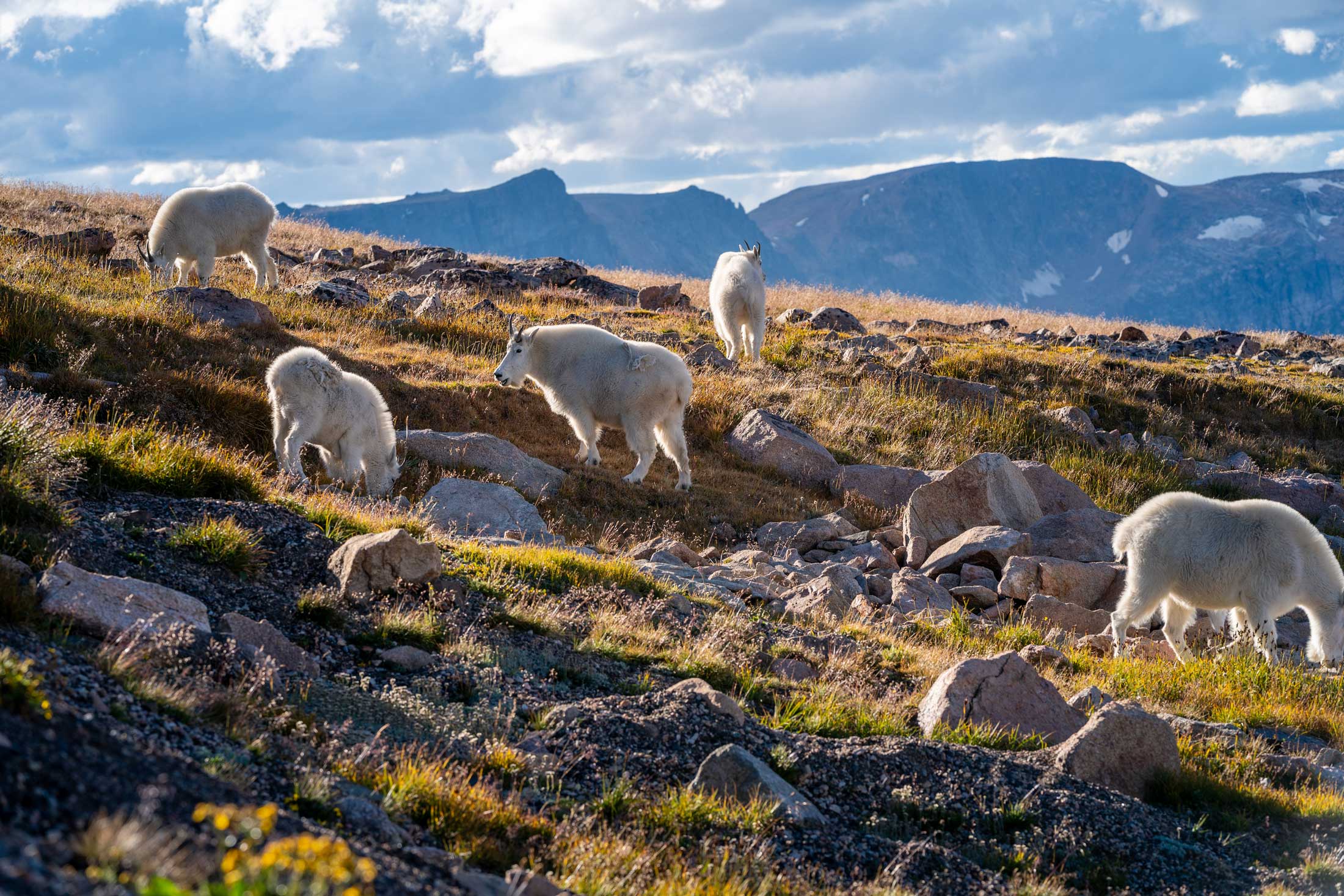Mountain Goat