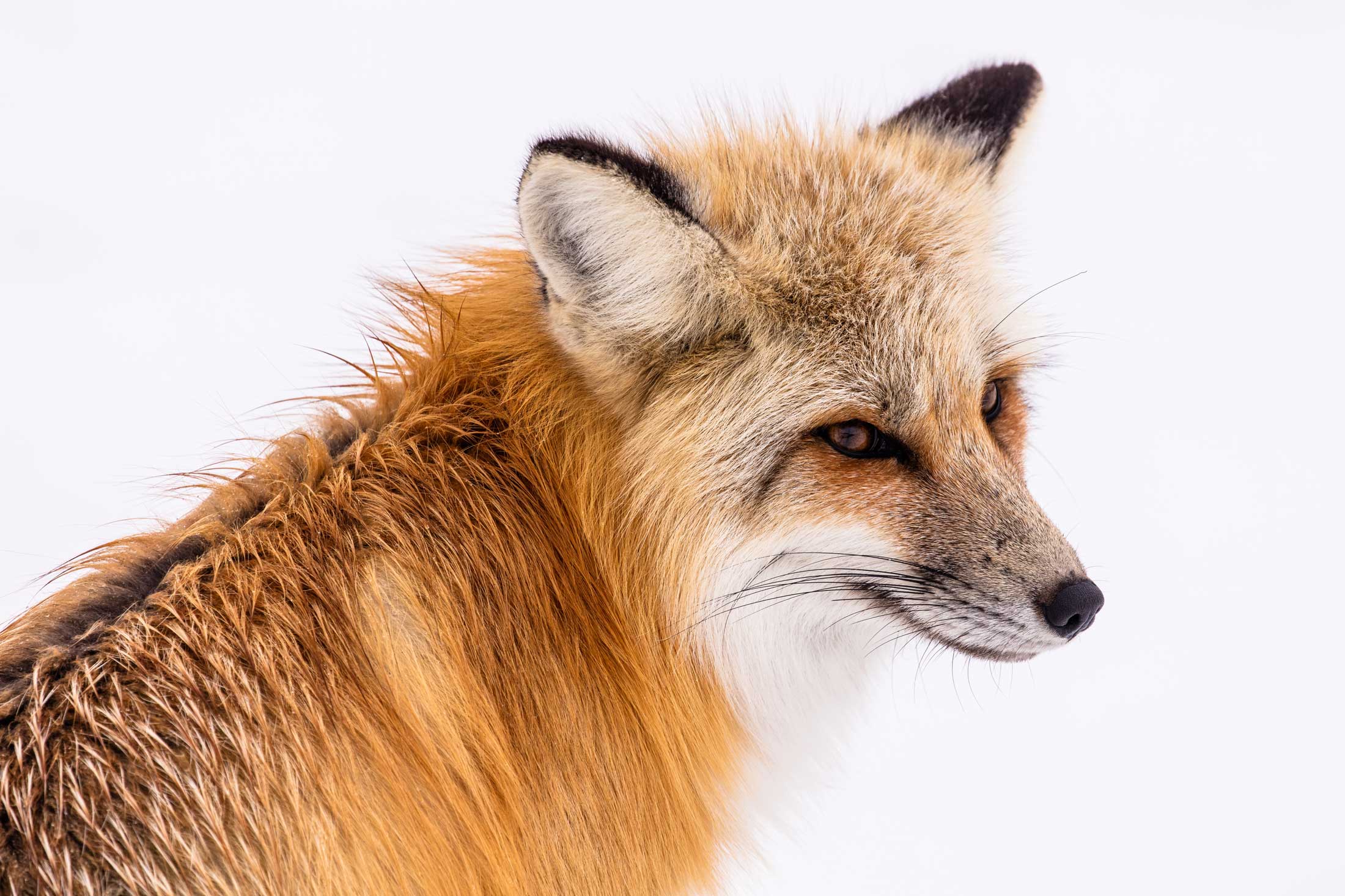 Red Fox