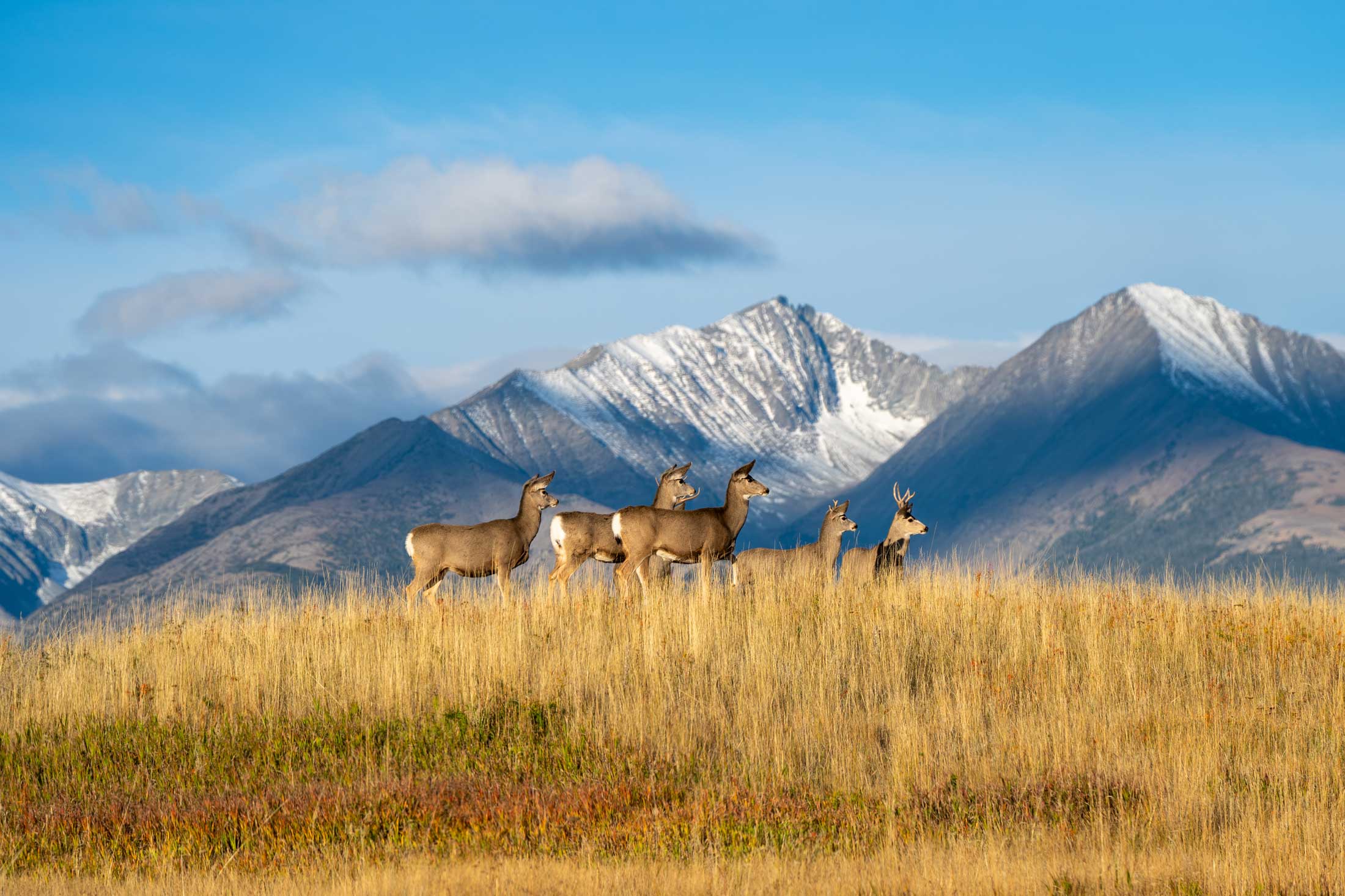 White-tail Deer